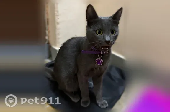 Найдена кошка, Москва, фото: Найдена кошка, Бестужевых, д. 10, Москва — серый кот