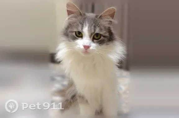 Найдена кошка-девочка, Чапаева, Пенза — миниатюрная, 2 кг - photo