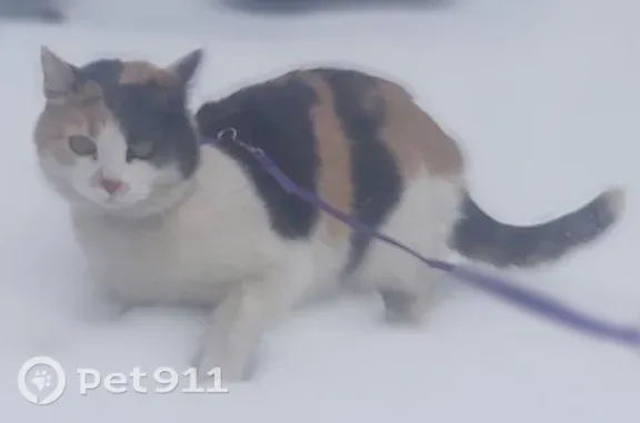Кошки потеряшки, Шельбутово, фото: Потеряшка кошка, Район Внуково (г Москва), Москва — трёхцветная, чёрная точка на носу