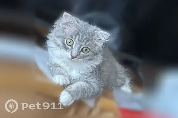 Кошки потеряшки, Тюмень, фото: Потеряшка кошка, Мельникайте, д. 99, Тюмень — серого окраса, вислоухая