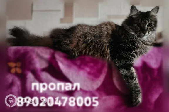 Пропала кошка, Саратов, Электронная, д. 10а — серая - photo