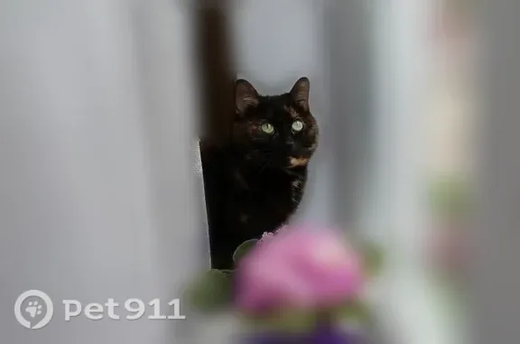 Кошки потеряшки, Бодайбо, фото: Потеряшка кошка, Бодайбо, Карла Либкнехта, д. 63, Бодайбо — зелёные глаза
