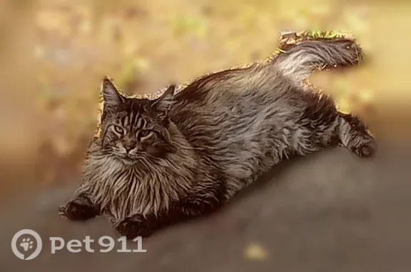 Кошки потеряшки, Обь, фото: Потеряшка кошка, Обь, Геодезическая, Обь — полосатая, серо-чёрная