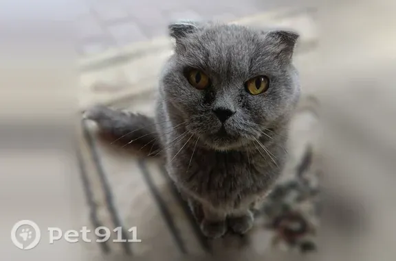 Найдена кошка, Рязань, фото: Найдена кошка, Большая, д. 44, Рязань — британская вислоухая
