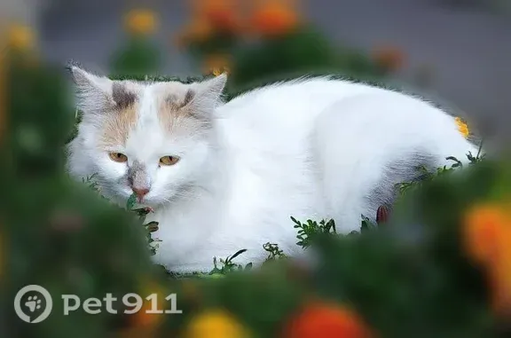 Кошки потеряшки, Санкт-Петербург, фото: Потеряшка кошка, Черняховского, Санкт-Петербург — трёхцветная и очень пушистая