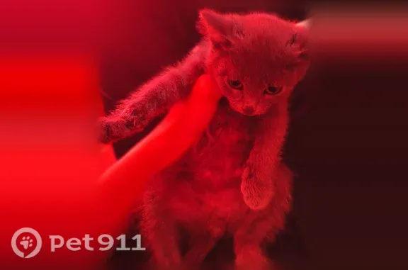 Найдена кошка, , фото: Найдена кошка, Село Казанцево, 60 лет Октября — маленькая, полностью серая