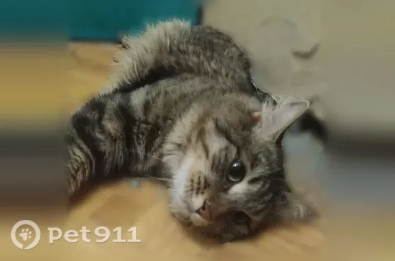 Найдена кошка, Иркутск, фото: Найдена кошка, Цимлянская, Иркутск — крупная, домашняя