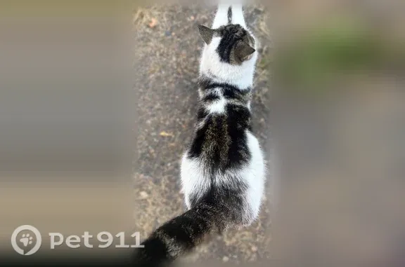 Найдена кошка, Красноярск, фото: Найдена кошка, Корнеева, д. 61, Красноярск — коричневые глаза