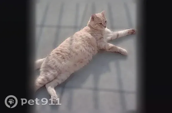 Кошки потеряшки, Ембаево, фото: Потеряшка кошка, Село Ембаево, Бульварная, д. 1, Ембаево — бледно-рыжий кастрированный кот