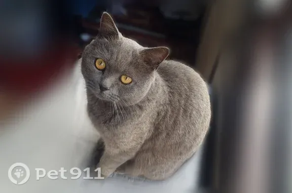 Найдена кошка, Порошкино, фото: Найдена кошка, Деревня Порошкино, Порошкино — британец с жёлто-оранжевыми глазами