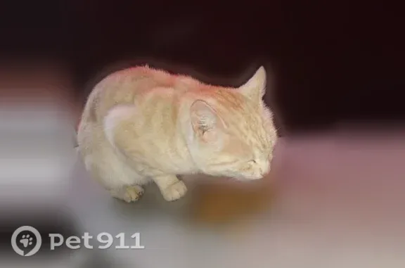 Найдена кошка, Йошкар-Ола, фото: Найдена кошка, Шевцовой, д. 12, Йошкар-Ола — ласковая и контактная