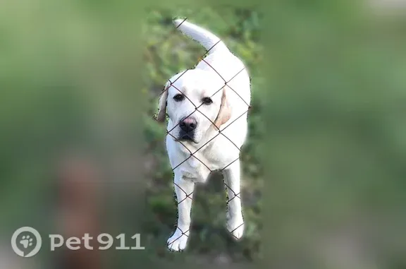 Пропала собака, Станция Мочище, Линейная, д. 51/1, Мочище — охотно идёт к людям - photo
