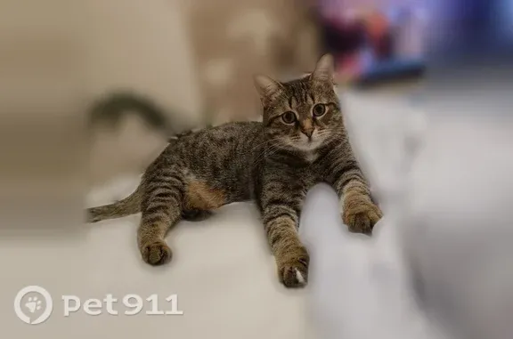 Пропала кошка, Балахна, Ульяновой, д. 80, Балахна — после драки с котом - photo