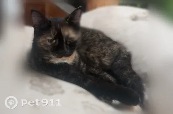 Пропала кошка, Оренбург — тёмно-коричневая с жёлтым кончиком хвоста - photo