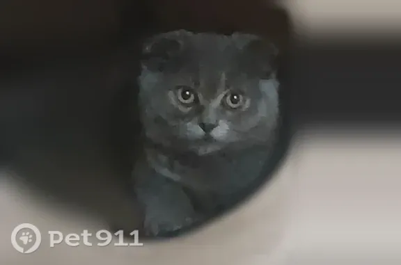 Пропала кошка, Сельхозтехники, д. 8, Бугульма — очень активная - photo