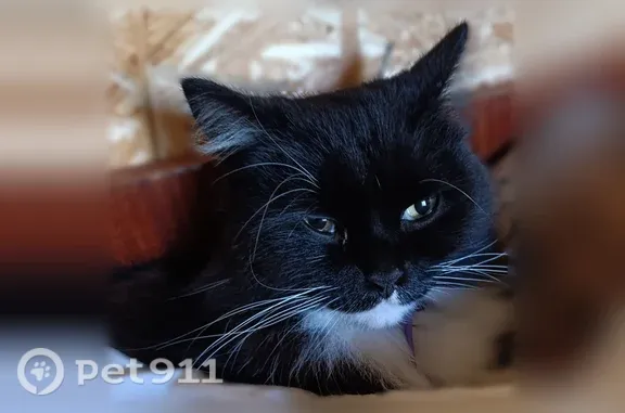 Пропала кошка, Маршала Жукова, д. 3, Воронеж — выскочила из шлейки - photo