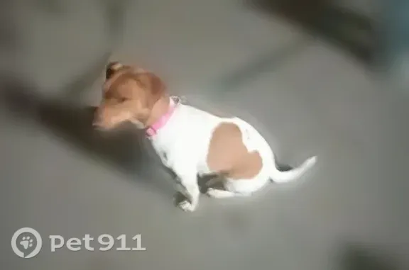 Найдена собака, Оренбург, фото: Найдена собака, Салмышская, д. 5/3, Оренбург — девочка во дворе