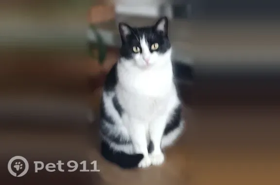 Кошки потеряшки, Уфа, фото: Потеряшка кошка, Почтовая, Уфа — чёрно-белая, 5–6 лет