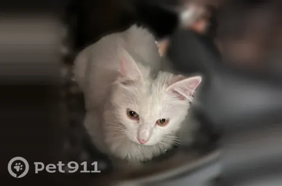 Пропала кошка, Сигнальная, д. 84, Лабинск — пушистый кот с серой полоской на голове - photo