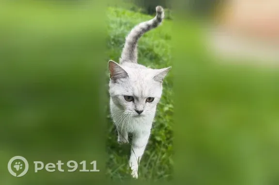 Найдена кошка, Гурьевский городской округ, фото: Найдена кошка, Гурьевск, Фабричная, д. 16, Гурьевский городской округ — очень контактная и ласковая