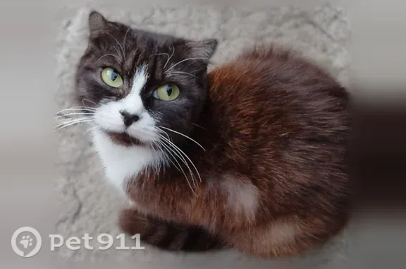 Пропала кошка, Миллерово, Матросова, д. 1, Миллерово — черно-белая вислоухая - photo