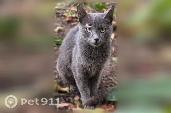 Кошки потеряшки, Москва, фото: Найдена кошка, Артамонова, Москва — котёнок 6–8 месяцев, рана над правым глазом