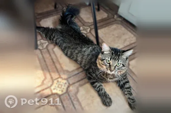 Пропала кошка, Жуков, Ленина, д. 36Б, Жуков — пугливая - photo