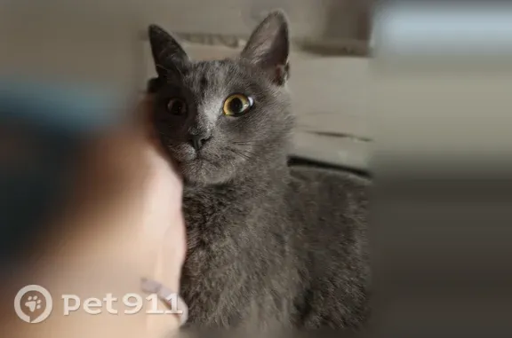 Найдена кошка, Иркутск, фото: Найдена кошка, Иркутск, Пежемского, Иркутск — серая, около года, помесь британца