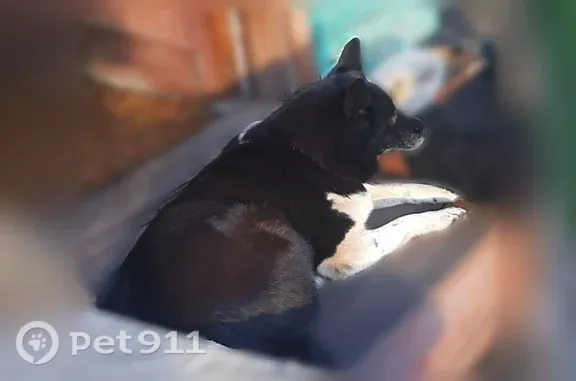 Пропала собака, Территория Мраморная (поселок Боровой), Верхний Уфалей — девочка-лайка, чёрная - photo