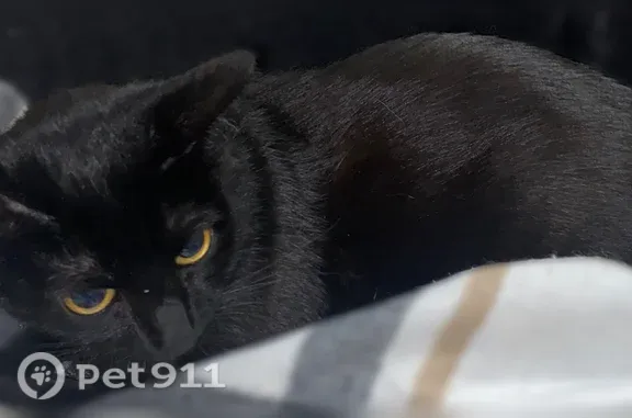 Найдена кошка, Чебоксары, фото: Пропала кошка, Тракторостроителей, д. 83, Чебоксары — была сломана передняя лапка