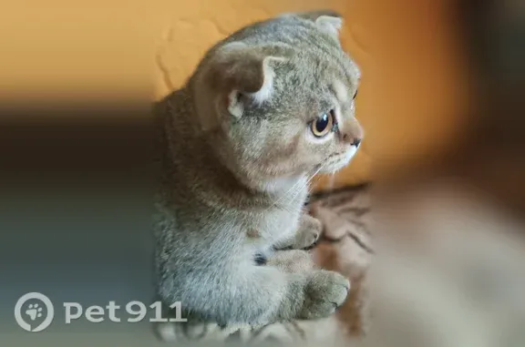 Найдена кошка, Рубцовск, фото: Найдена кошка, Федоренко, д. 17, Рубцовск — молодой вислоухий питомец
