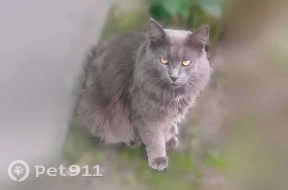 Пропала кошка, Село Дединово (г Луховицы), Луховицы — крупный кот с пушистым хвостом - photo