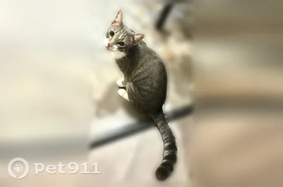 Найдена кошка, Смоленск, фото: Найдена кошка, Нахимова, д. 40Г, Смоленск — около года, кастрирован