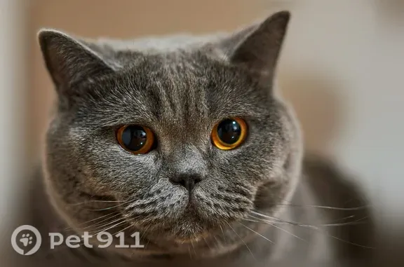 Пропала кошка, Поселок Рождественский, Рождественский — желтый ошейник - photo