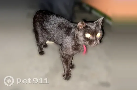 Найдена кошка, Тюмень, фото: Найдена кошка, Пышминская, д. 3а, Тюмень — с ободранным ухом