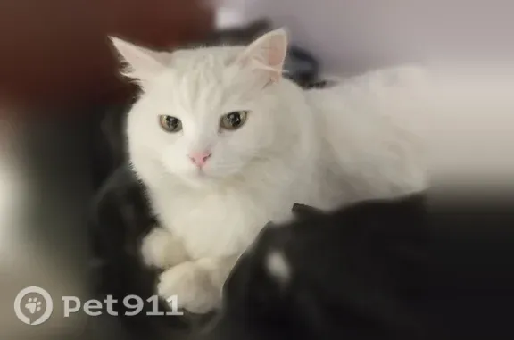 Кошки потеряшки, Рязань, фото: Потеряшка кошка, Котовского, д. 11, Рязань — полностью белая