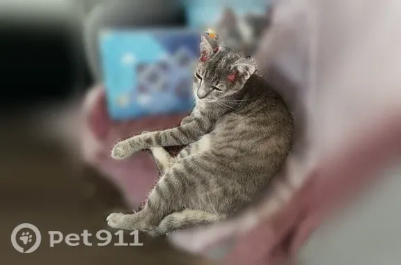 Пропала кошка, Нижневартовск — серо-белый кот на специальном питании - photo