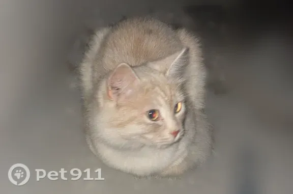 Найдена кошка, Тюмень, фото: Найдена кошка, Ямская, Тюмень — ласковый, бывшедомашний котик