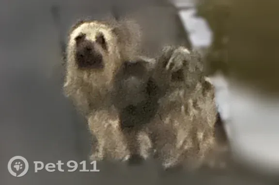 Найдена собака, Уфа, фото: Найдена собака, Район Кировский (г Уфа), Зайнуллы Расулева, д. 4, Уфа — кобель, похож на йорка