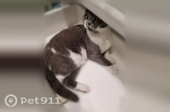 Пропала кошка, Село Стрелецкое, Покидова, д. 3, Стрелецкое — вислоухий кот - photo