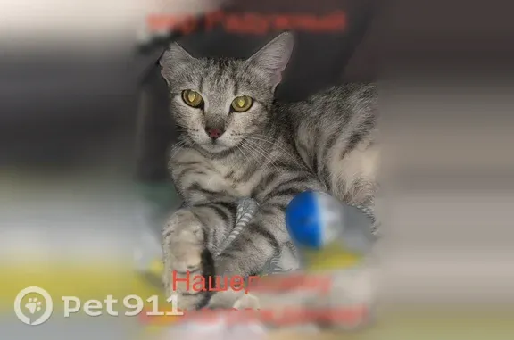 Кошки потеряшки, Зональная Станция, фото: Потеряшка кошка, Микрорайон Радужный (поселок Зональная Станция), д. 419, Зональная Станция — пугливая, со шрамом после стерилизации