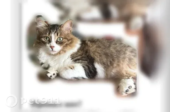 Пропала кошка, Щекино, Мира, д. 13, Щёкино — мальчик, трёхцветная - photo