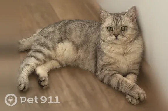Пропала кошка, Семчинская, д. 11к1, Рязань — шотландская прямоухая - photo