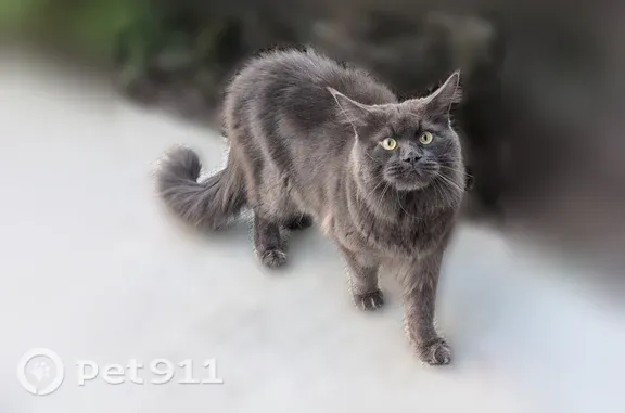 Кошки потеряшки, Новосибирск, фото: Потеряшка кошка, Новосибирск, Аэропорт, д. 88 — серый мейн-кун