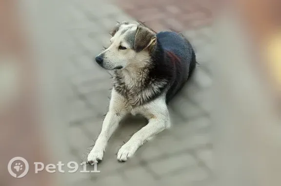 Найдена собака, Москва, фото: Найдена собака, Район Бекасово (г Москва), Железнодорожная, д. 8, Москва — замечена у платформы Рассудово