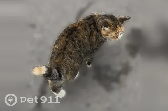 Найдена кошка, Вологда, фото: Найдена кошка, Северная, д. 36, Вологда — идёт на контакт
