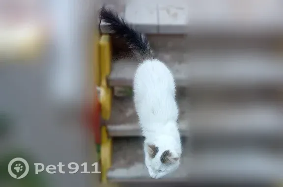Найдена кошка, Санкт-Петербург, фото: Найдена кошка, Юрия Гагарина, Санкт-Петербург — белая, с серым хвостом