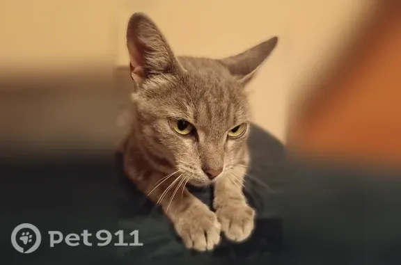 Найдена кошка, Воронеж — серая - photo