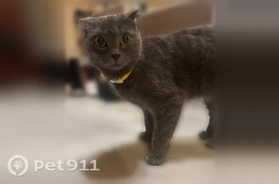 Найдена кошка, Новосибирск, фото: Найдена кошка, Лескова, д. 21, Новосибирск — очень ласковая