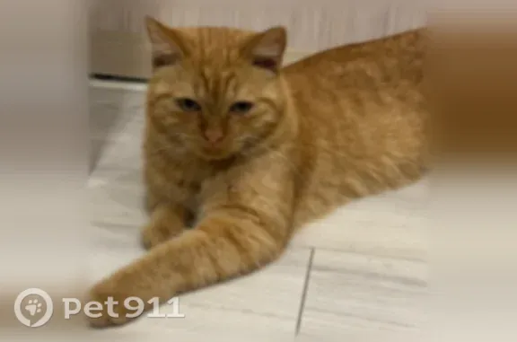 Найдена кошка, Екатеринбург, фото: Найдена кошка, Шефская, д. 93 1, Екатеринбург — рыжий, ласковый кот